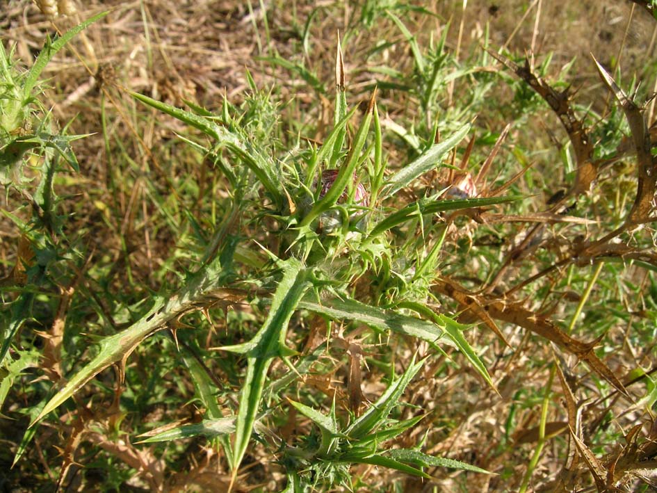 Carlina corymbosa